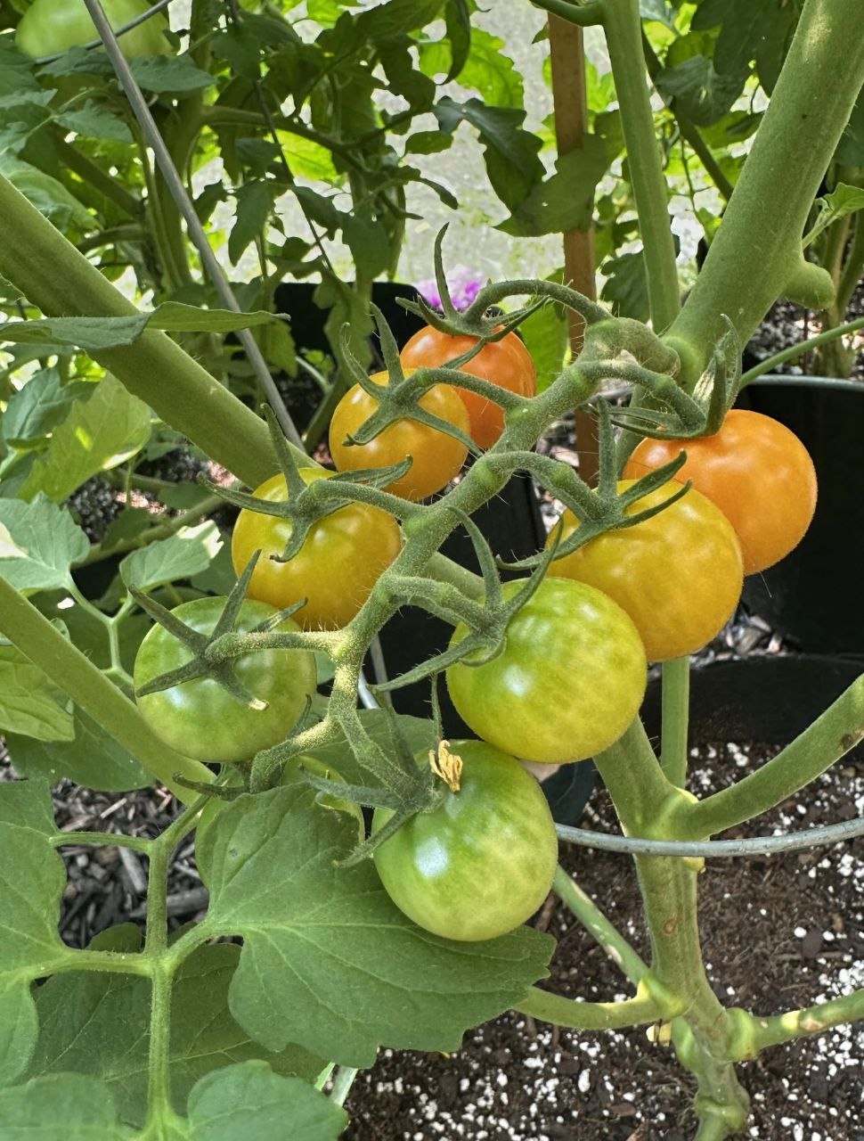 Sungold Cherry Tomato - Image 2