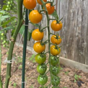 sungold cherry tomato bunch half ripe