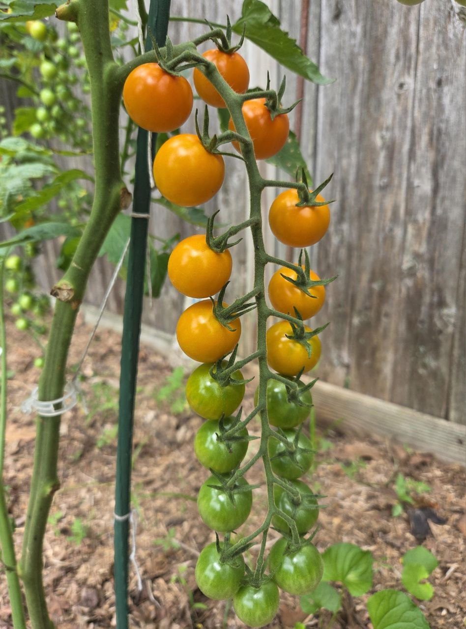 sungold cherry tomato bunch half ripe