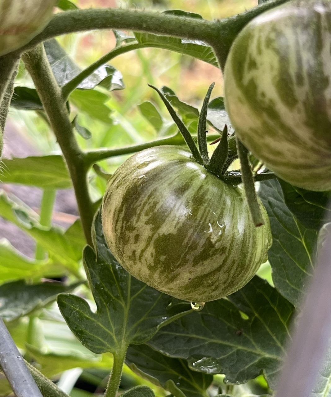 Alice's Dream Tomato - Image 2