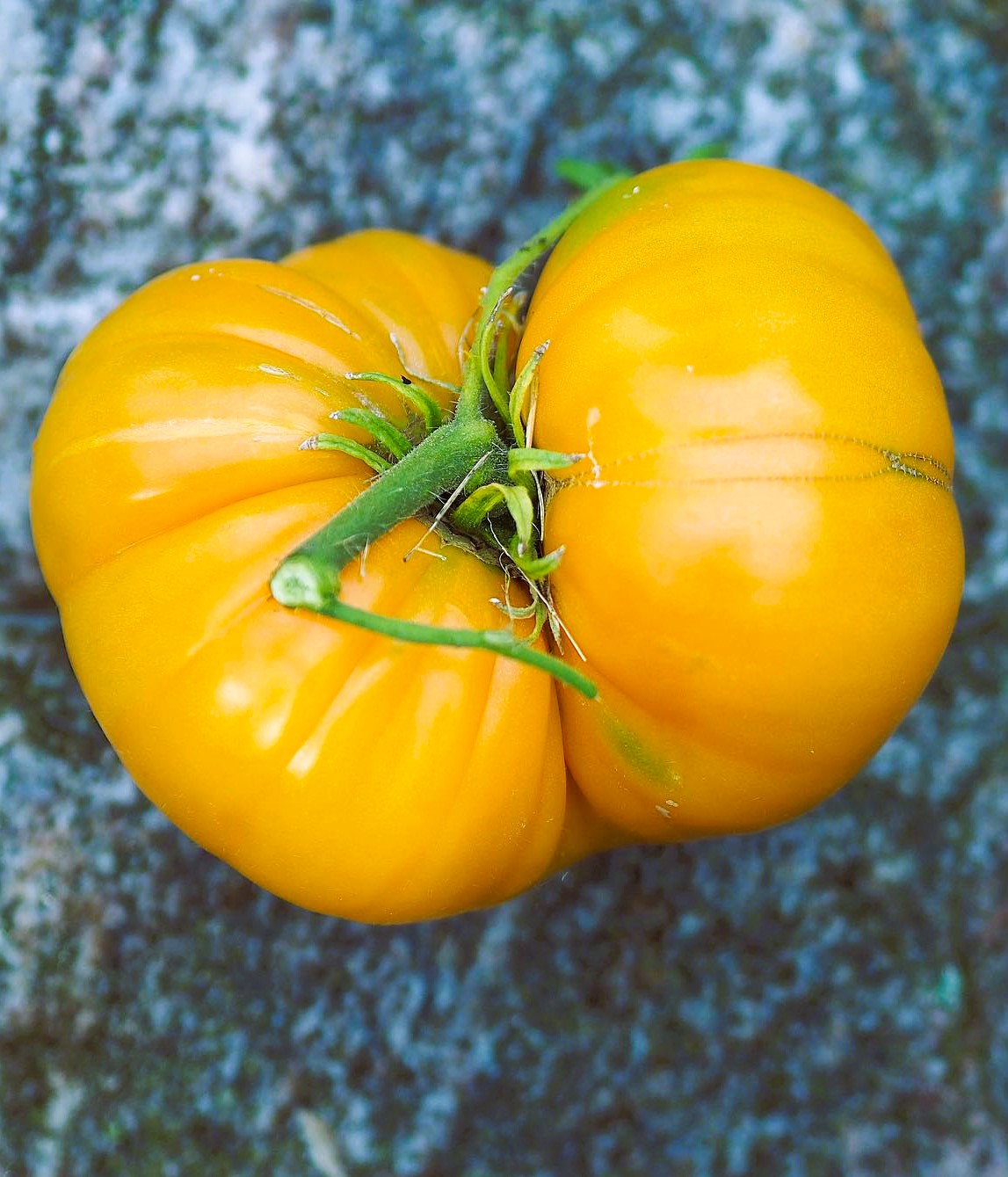 Yellow Brandywine Tomato