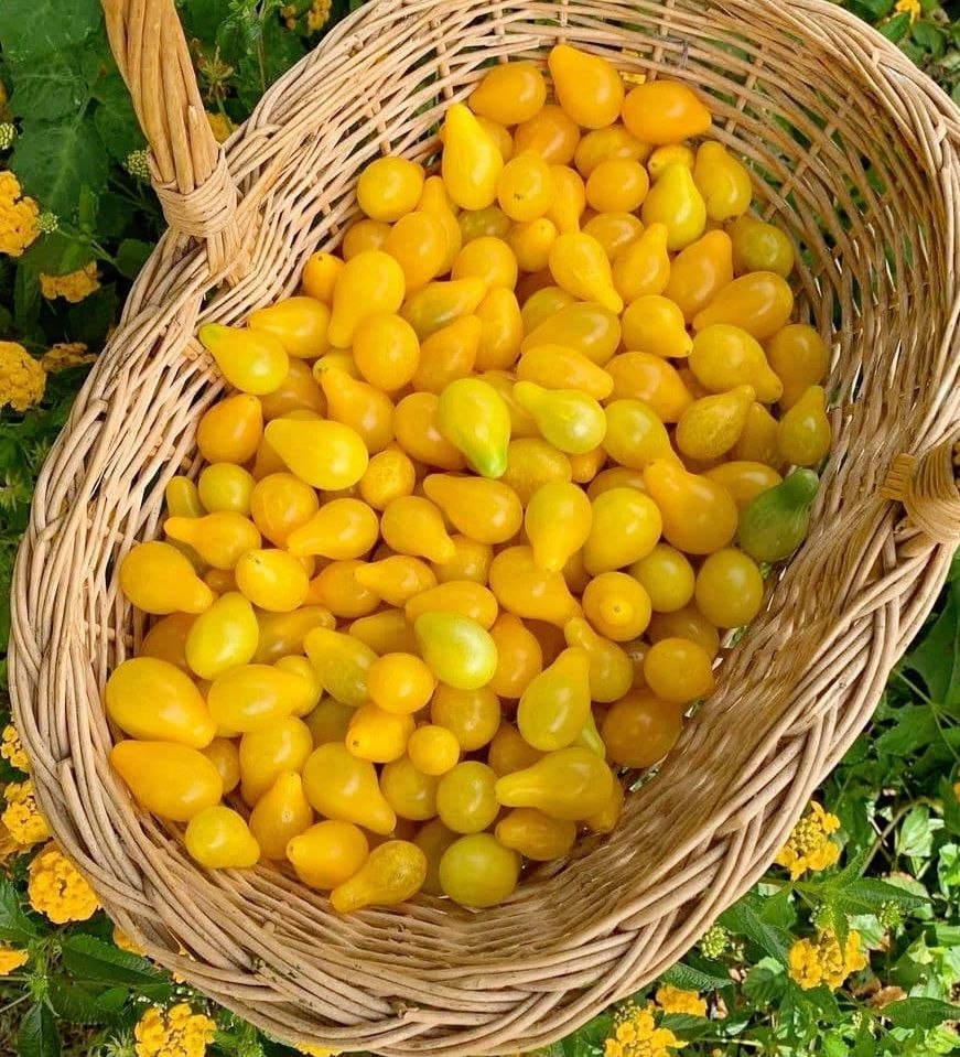 Yellow Pear Cherry Tomato
